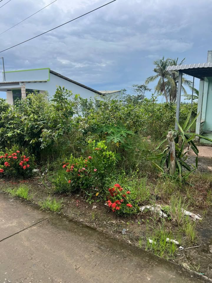 Đất thổ cư 196,4m² mặt tiền lộ bê tông Cây Điều, Bạc Liêu chỉ 350 triệu