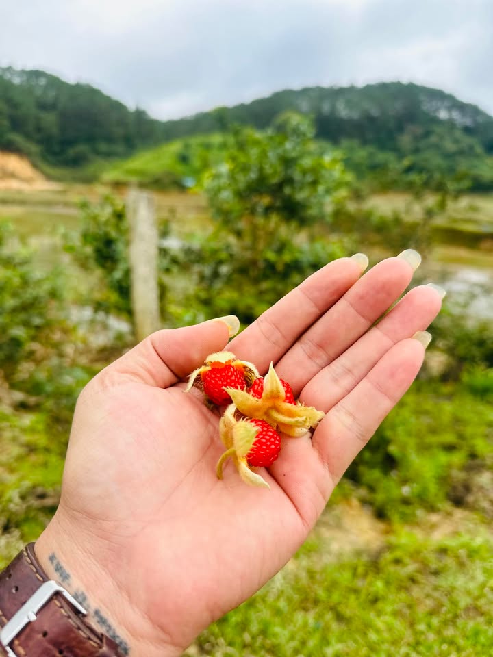 Farm đất đỏ 3ha tại Ngọc Wang, Đắk Hà giá 1 tỷ - Tiềm năng đầu tư lớn!