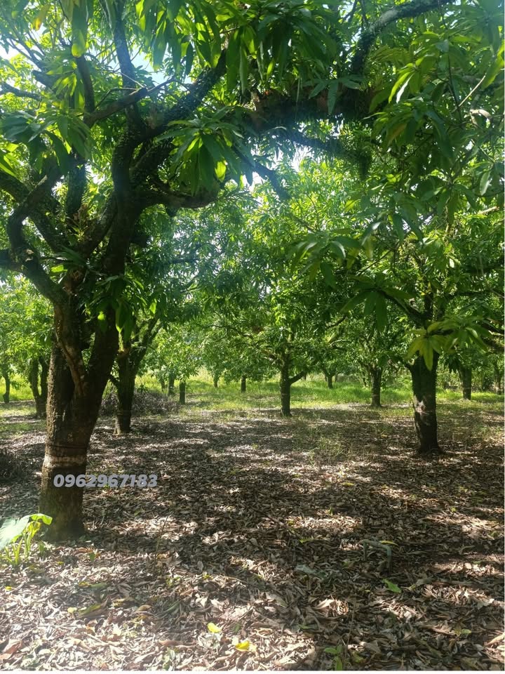 Đất Farm Vĩnh Cửu 1.700m² giá 4.05 tỷ - Đầu tư sinh lời ngay!