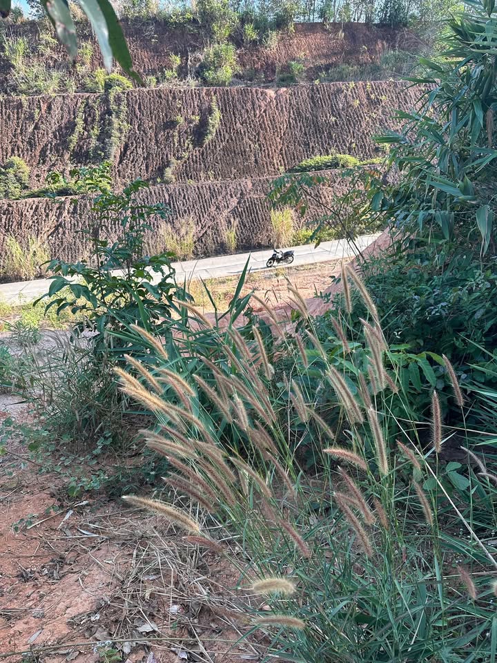 Đất nền 1ha tại Ya Tăng, Sa Thầy - Giá chỉ 230 triệu, cơ hội đầu tư tuyệt vời!