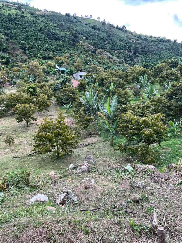 Đất Lộc Nam Bảo Lâm 2457m² giá 1.5 tỷ - View thoáng đẹp, đầu tư sinh lời!