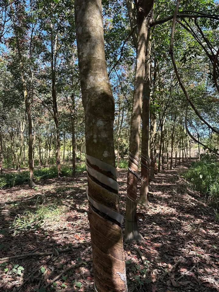 Đất cao su 2,1ha Bù Gia Mập giá 3 tỷ - Sổ hồng chính chủ, tiện lợi cho đầu tư!