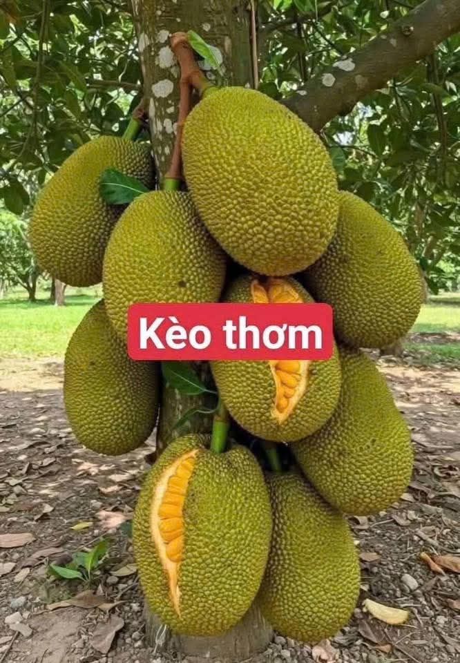 Đất nền Xã Châu Hưng, Bình Đại, Bến Tre 145m² giá 250 triệu - Cơ hội đầu tư hấp dẫn!