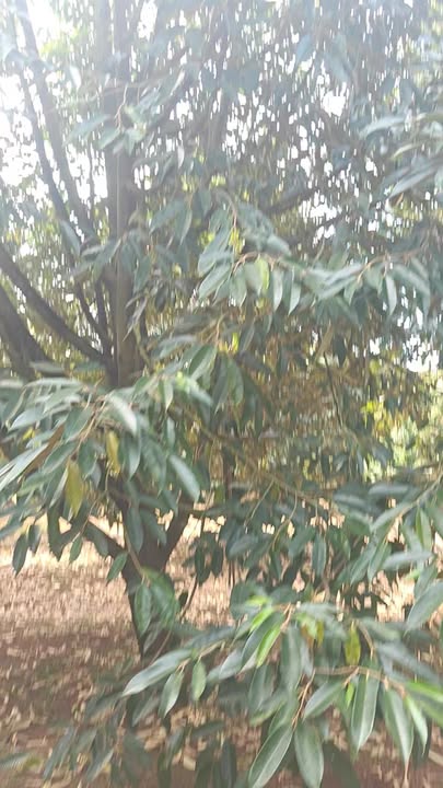 Farm Bù Đăng 6ha giá 16 tỷ - Siêu phẩm thu hồi vốn nhanh!