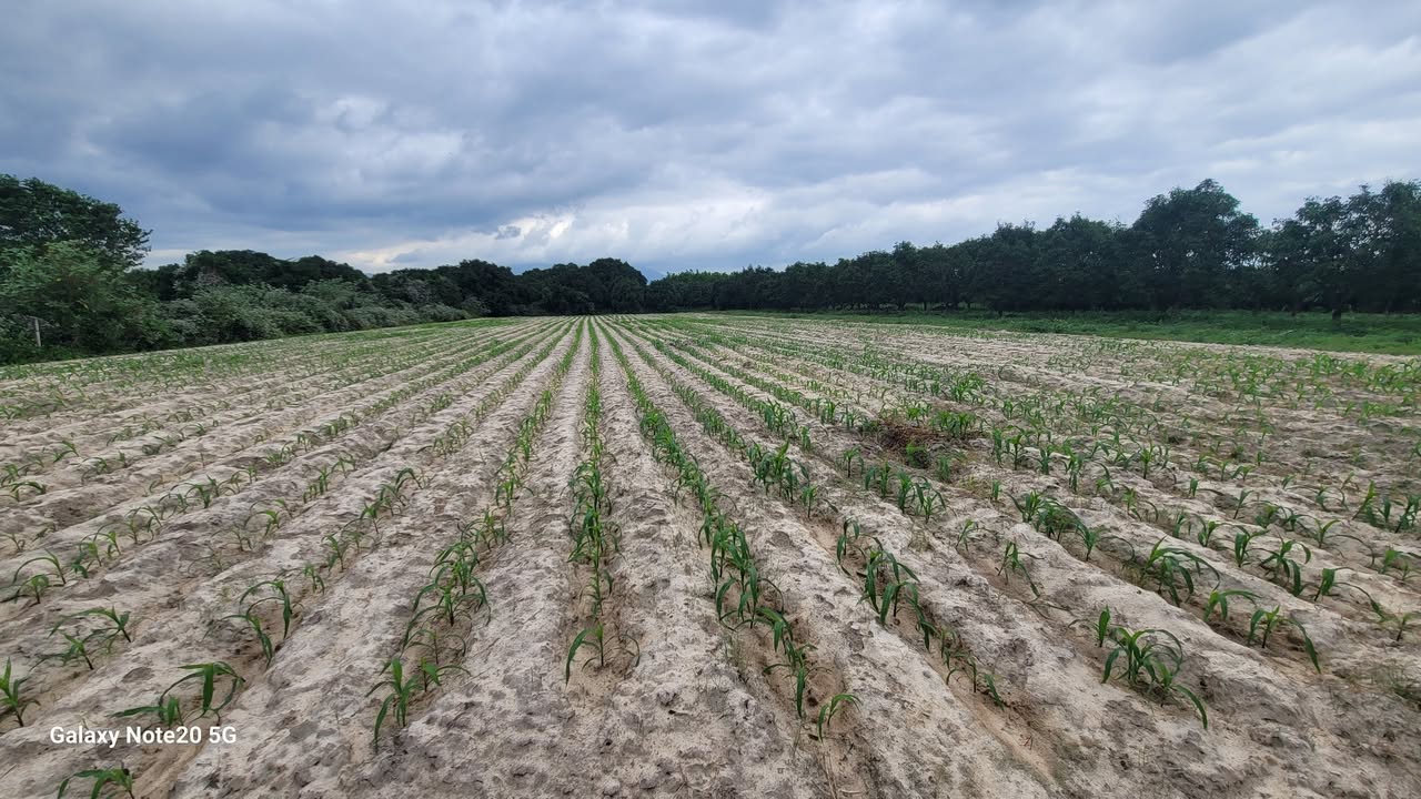 Đất nền Cam Hiệp Nam 4000m² giá 1.6 tỷ - Cơ hội đầu tư hấp dẫn!