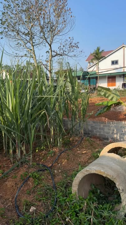 Đất ở Nam Nghĩa, Nam Đàn 238m² chỉ 1.4 tỷ - Nhanh tay sở hữu!