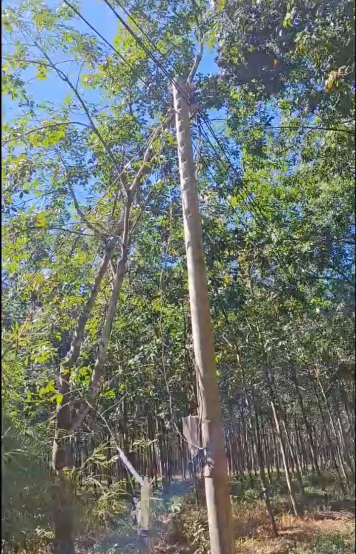 Đất nền Bình Mỹ Bắc Tân Uyên 15000m² giá 8.5 tỷ - Đầu tư sinh lời hấp dẫn!