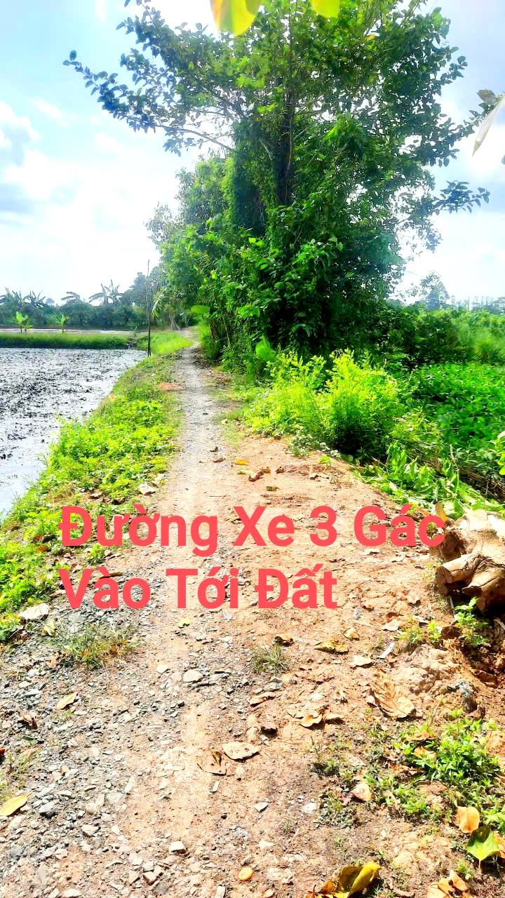 Đất nông nghiệp Long Hậu, Lai Vung 16.000m² giá 430 triệu - Tiềm năng phát triển lớn!