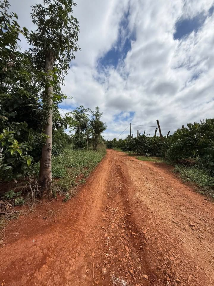 Đất đỏ 9 sào tại Ea Ral, Ea H'leo - Giá chỉ 630 triệu/sào, cơ hội đầu tư tuyệt vời!