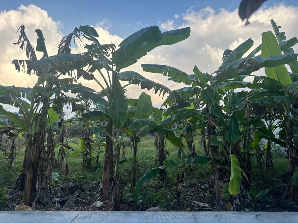 Đất nền Kim Long, Phú Xuân 102m² giá 500 triệu - Cơ hội đầu tư sinh lời!