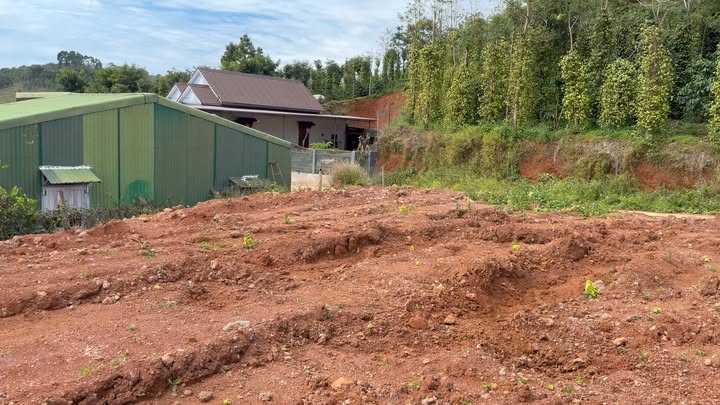 Đất thổ cư 239.7m² tại thị trấn Đức An, Đắk Song - Giá chỉ 650 triệu VND