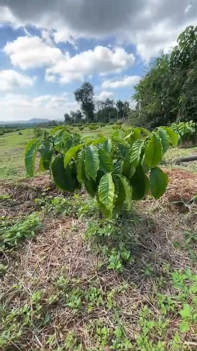 Farm Ea Kpam 10.000m² giá 3.5 tỷ - Đất đỏ, điện nước đầy đủ!