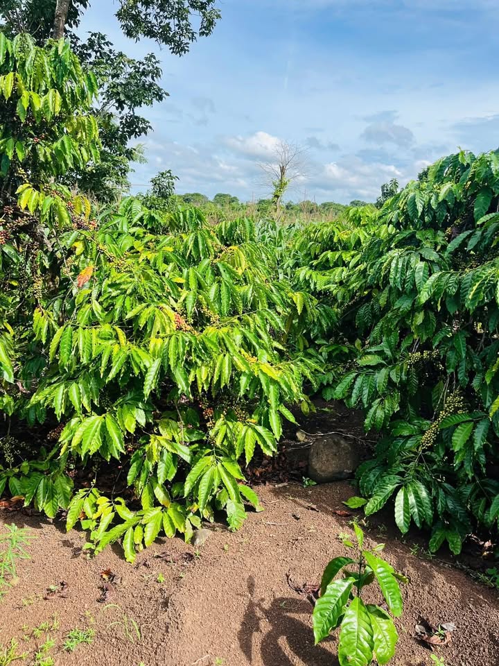 Đất rẫy Ea M'nang 1.7ha giá 425 triệu - Cơ hội đầu tư không thể bỏ lỡ!