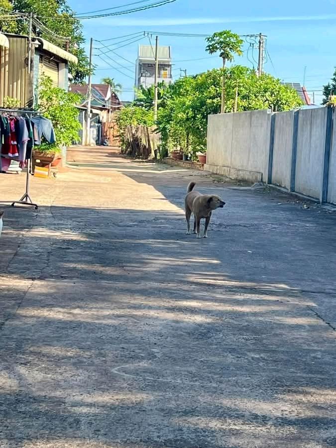 Đất thổ cư Khu phố 1, Phước Bình 264m² giá chỉ từ 930 triệu - Cơ hội đầu tư hấp dẫn!