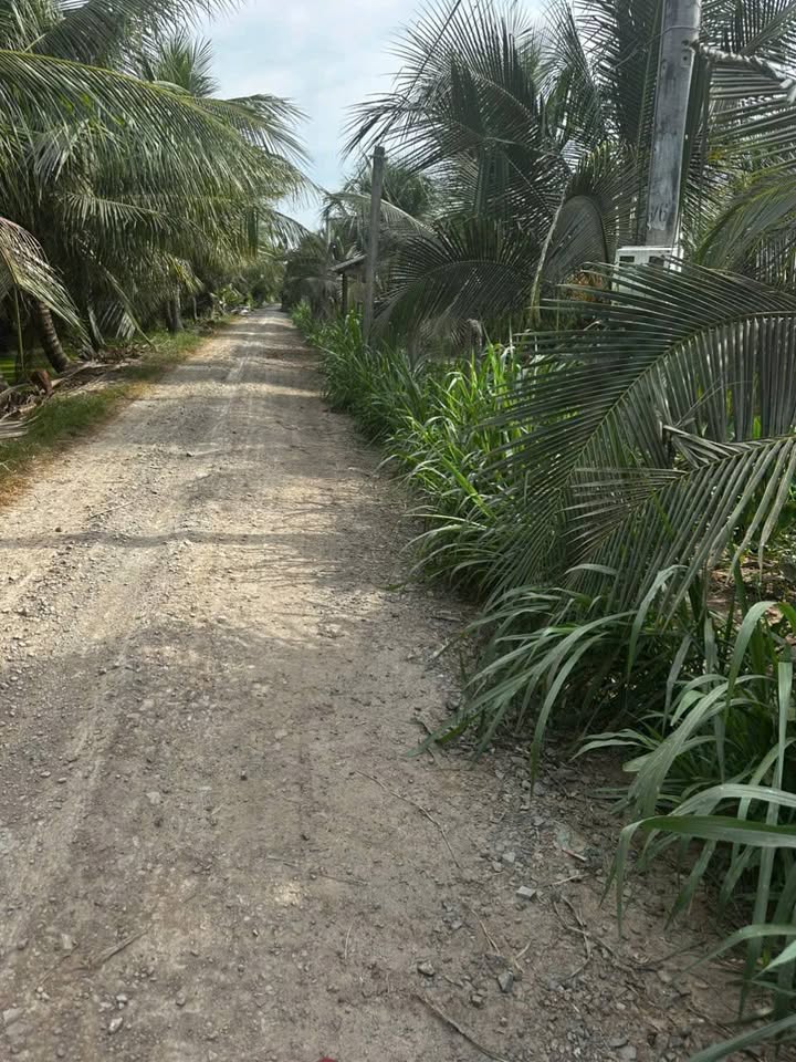 Đất vườn Phan Văn 12, Trung Hòa, Tiền Giang 2005m² giá 900 triệu - Đầu tư sinh lời hấp dẫn!