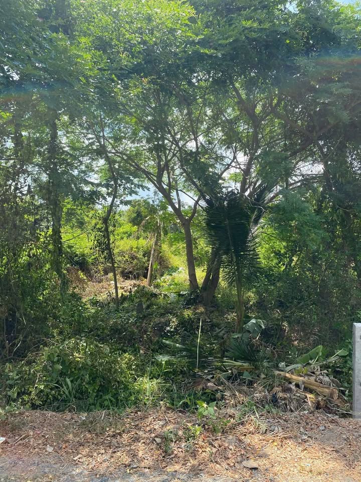 Đất chính chủ tại Trung Trị, Vũng Liêm, 224m² chỉ 420 triệu - Cơ hội đầu tư tuyệt vời!