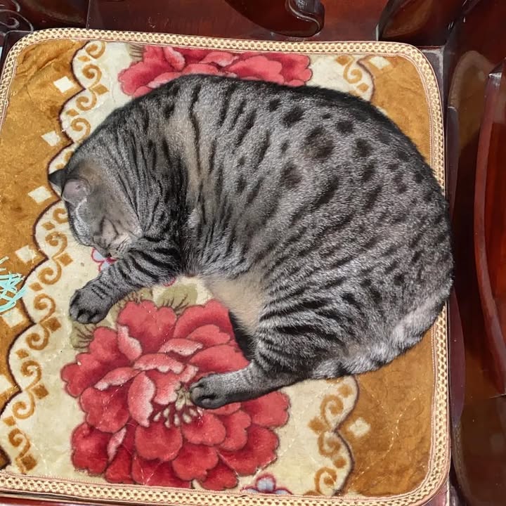 Nhà cho thuê 1PN & 2PN Quận Phú Nhuận, 50m² giá 27 triệu - Đầu tư sinh lời 18 triệu!