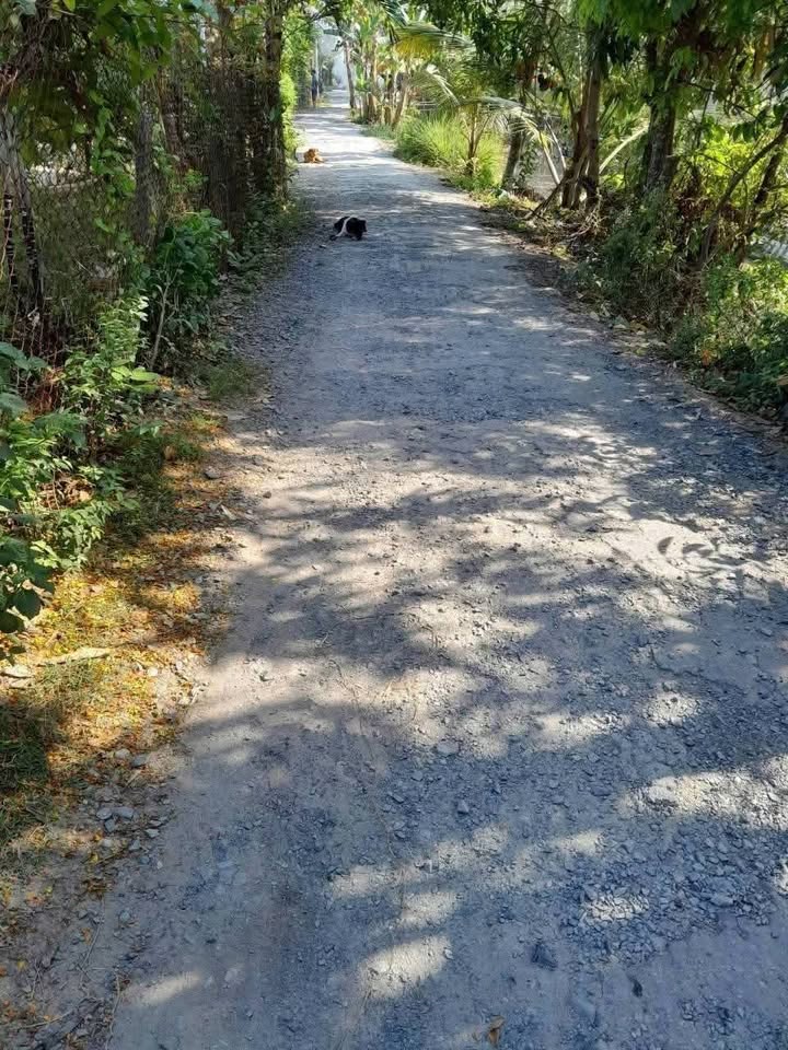 Đất ruộng Phú Hòa Thoại Sơn 2571m² giá 772 triệu - Cơ hội đầu tư hấp dẫn!