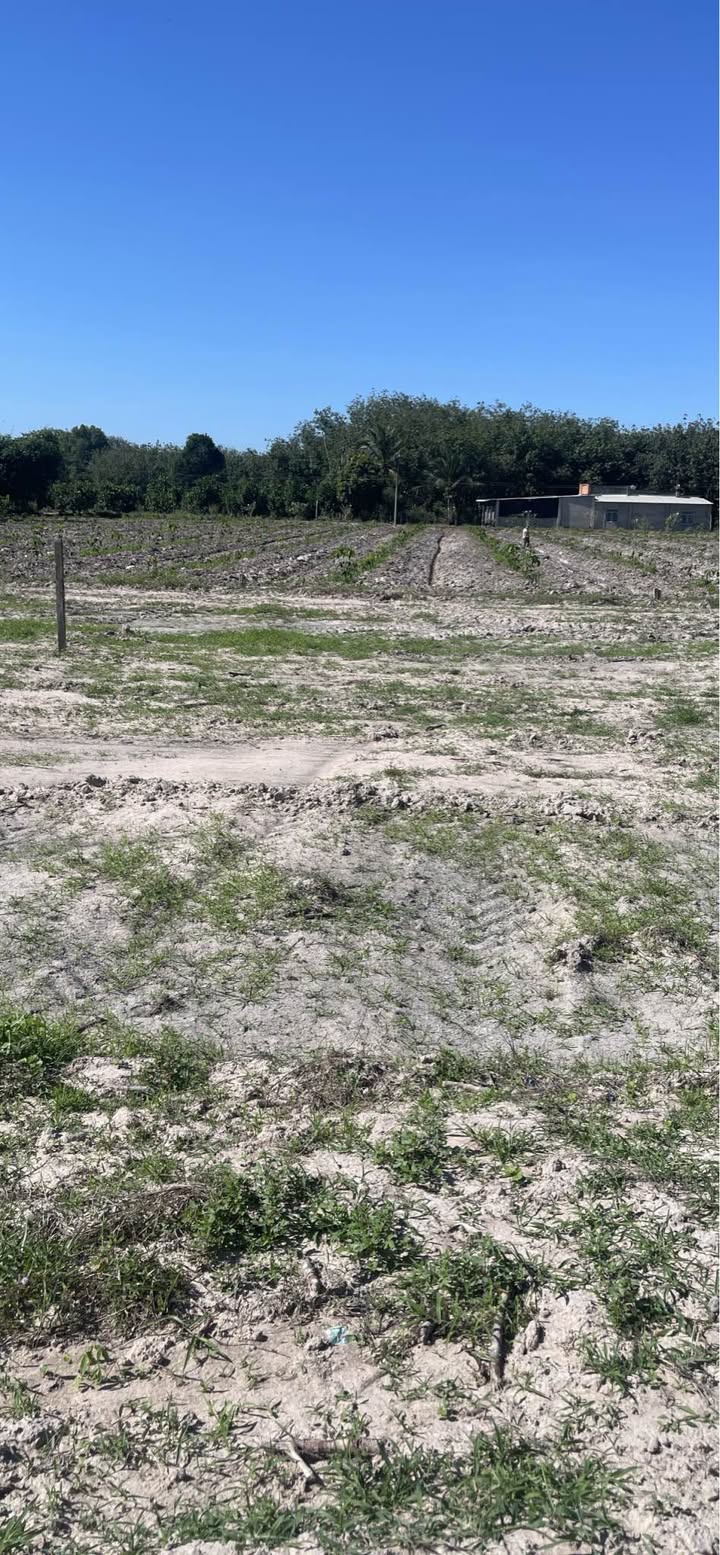 Đất nền Dương Minh Châu 220m² giá chỉ 259 triệu - Cơ hội đầu tư hiếm có!