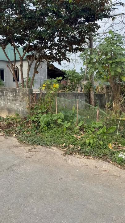 Đất nền Ngọc Lập Yên Lập 390m² giá 600 triệu - Cơ hội đầu tư hấp dẫn!