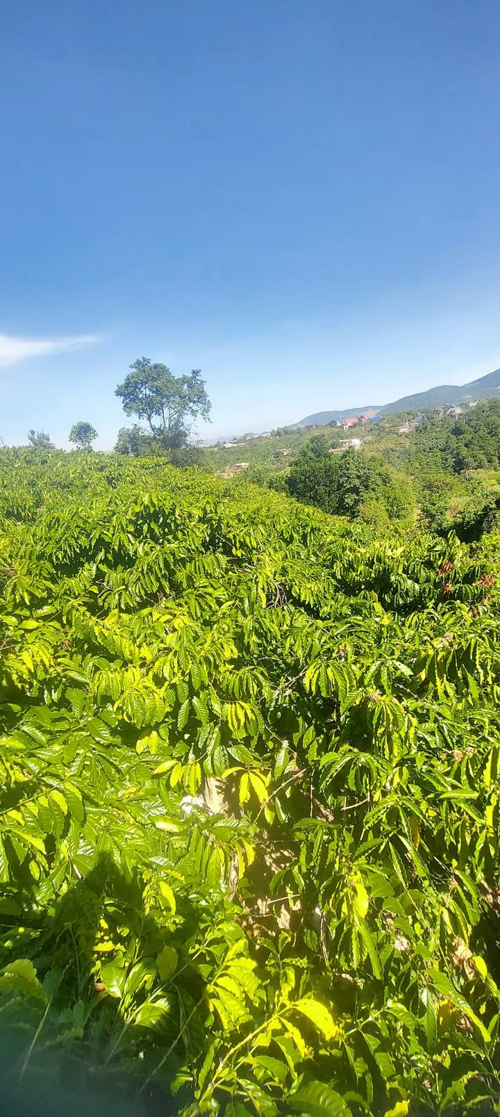 Farm Đông Thanh 2,4 sào giá 1,85 tỷ - Mặt tiền đẹp, view thoáng đãng!