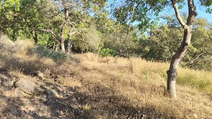 Đất rẫy 15.600m² tại Phú Riềng, Bình Phước - Giá chỉ 2 tỷ, mặt đường bê tông rộng rãi!