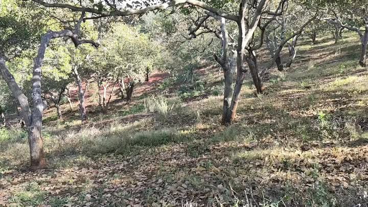 Đất rẫy 14.000m² tại Nghĩa Trung, Bù Đăng - Giá chỉ 2 tỷ VND!