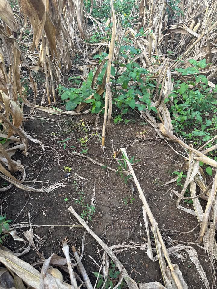 Đất nền 1ha tại Quảng Hiệp, Cư M'gar chỉ 3.6 tỷ - Đầu tư sinh lời ngay!