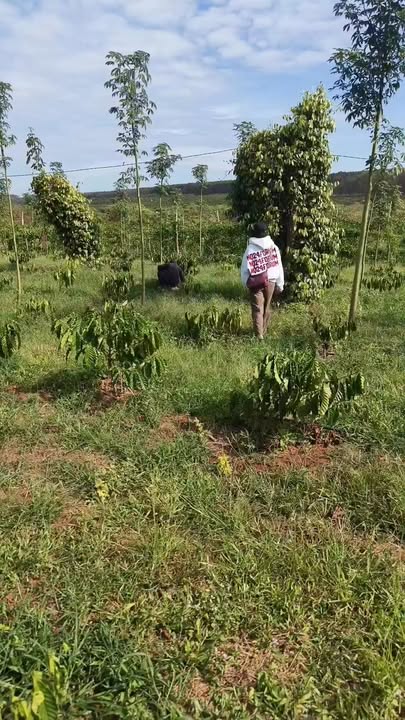 Farm 1.1ha tại Đức Cơ, Gia Lai giá chỉ 1.35 tỷ - Cơ hội đầu tư tuyệt vời!