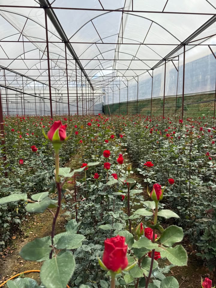 Farm cho thuê xã Đạ Nhim 18,000m² - Vườn hồng rộng lớn chờ đón bạn!