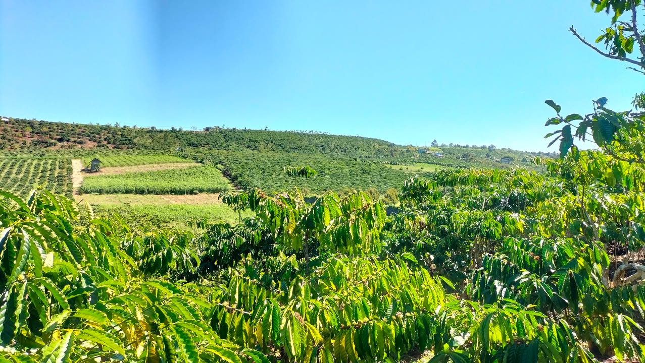 Đất nền Hẻm 89 Phùng Hưng, Bảo Lộc 320m² - Sổ đỏ chính chủ, giá chỉ 2.5 tỷ!