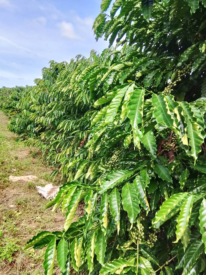 Đất kinh doanh 1.6ha xã Hà Tây, huyện Chư Păh - Giá 1 tỷ, xe ô tô vào tận nơi!