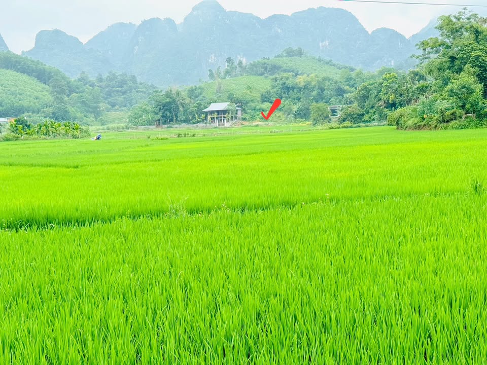 Đất Farm Nam Thượng Kim Bôi 808m² giá 2 tỷ - View cánh đồng bao la!