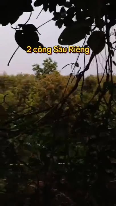 Đất vườn sầu riêng 2.000m² tại Mỹ Đức Đông, Cái Bè, Tiền Giang - Giá chỉ 2.64 tỷ