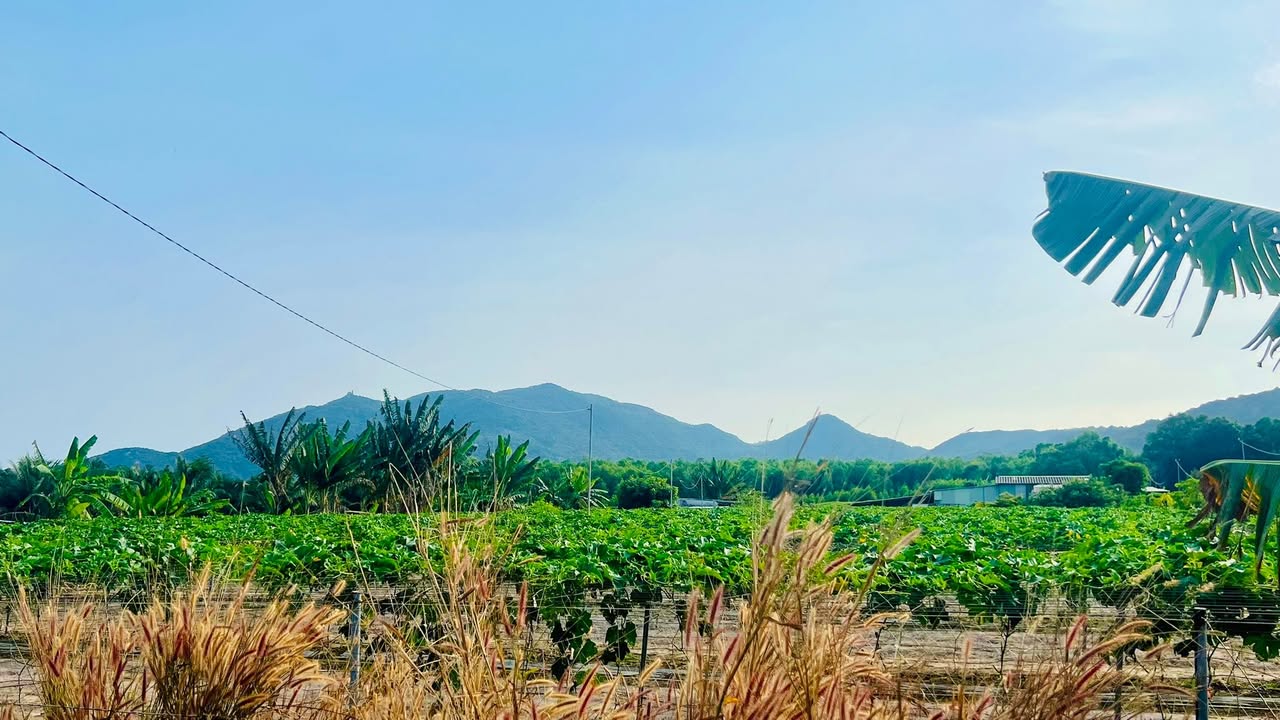 Đất biệt thự Phước Hải 1123m² giá 2.6 tỷ - View núi Minh Đạm thoáng đãng!