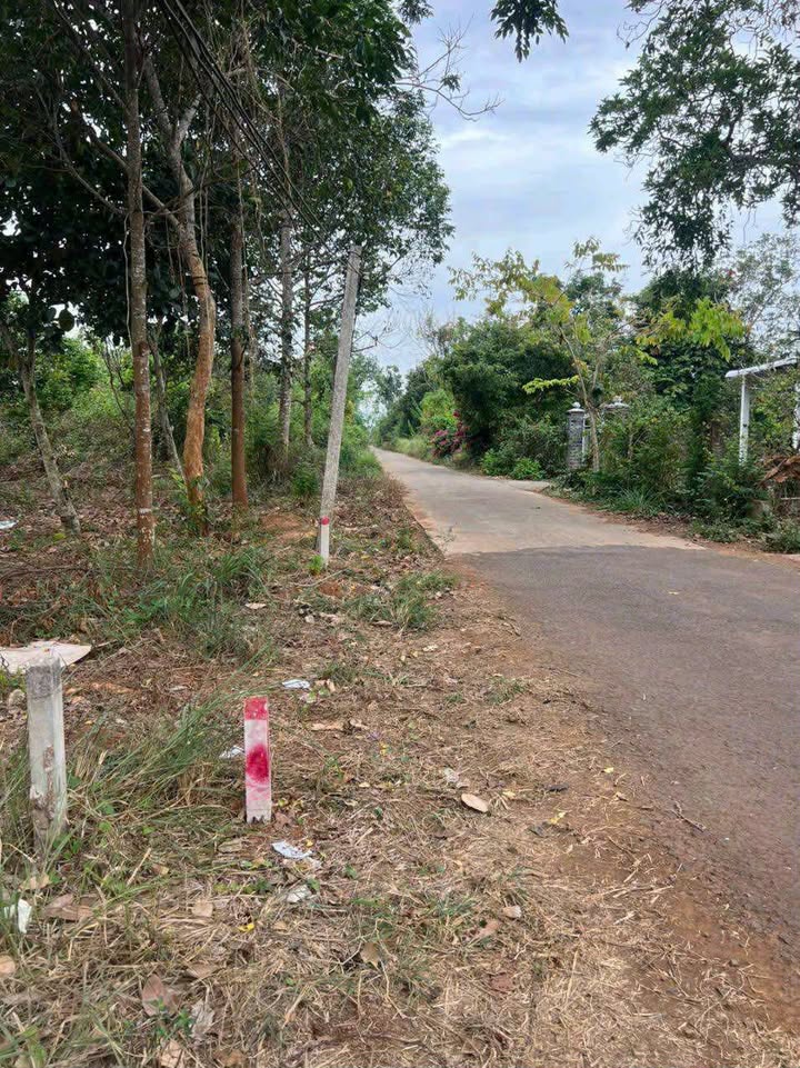 Đất nền ấp 10 Xuân Đông 186m² giá 490 triệu - Sổ đỏ chính chủ, tiện ích đầy đủ!