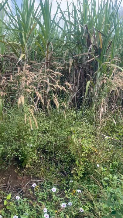 Farm 1ha7 tại Cẩm Mỹ, Đồng Nai - Cho thuê lâu dài chỉ 15 triệu/năm!