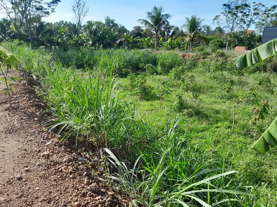 Đất nền Phước Cát 1000m² giá 1.15 tỷ - Cơ hội đầu tư hấp dẫn!