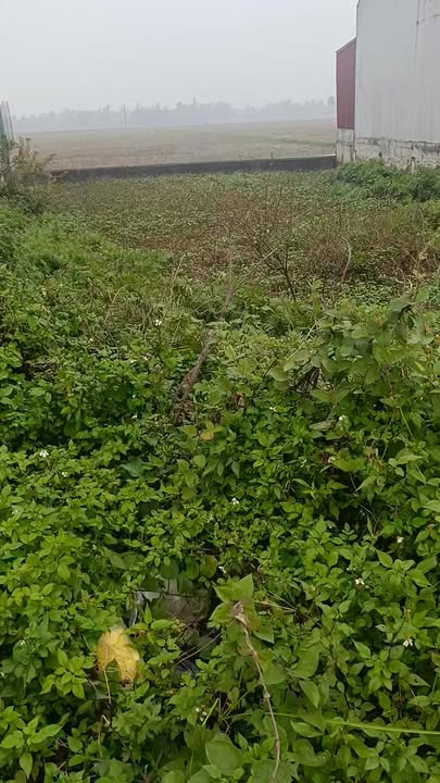 Đất nền Trường Minh, Nông Cống 175m² giá 1.175 tỷ - Cơ hội đầu tư sinh lời!