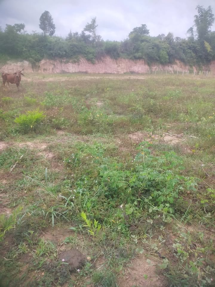 Bán rẫy thôn 9, Đăk Tờ Re, Kon Rẫy 6000m² - Giá chỉ từ 200 triệu!