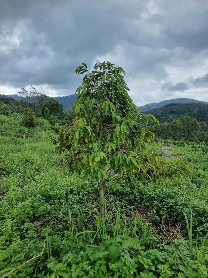 Đất Farm Đa Kai, Đức Linh 1,8ha giá 1,9 tỷ - Đầu tư sinh lời ngay!