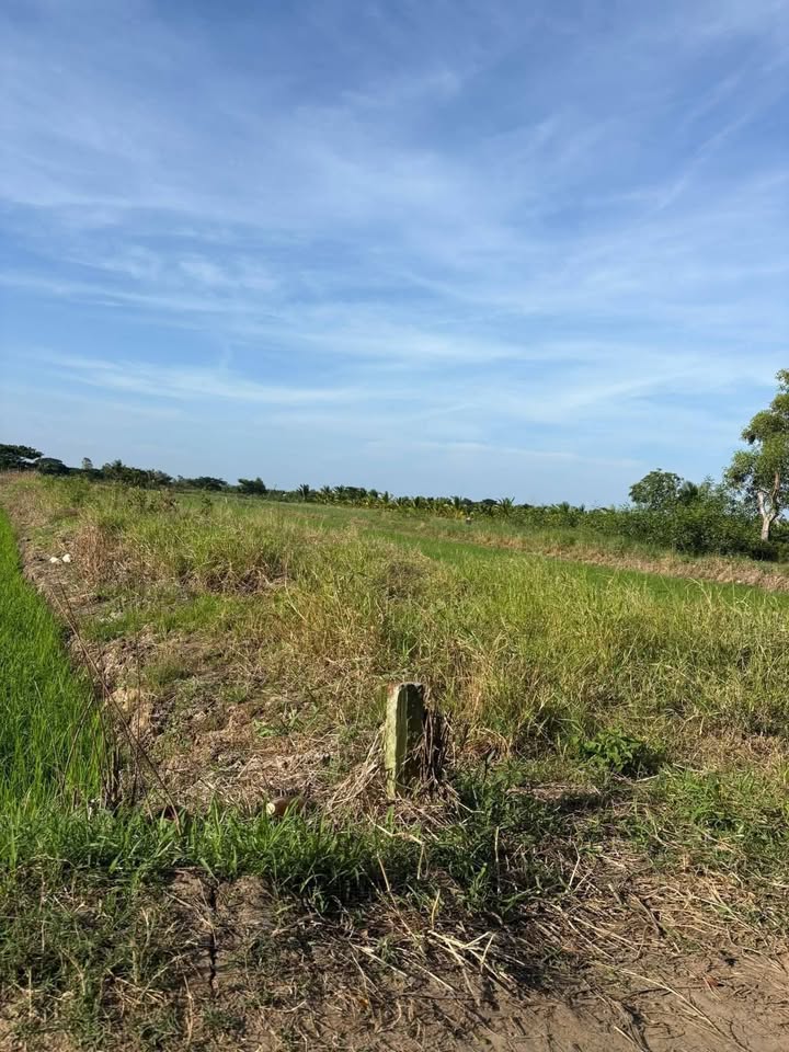 Đất ruộng xã An Bình Tây, Ba Tri 1500m² giá 350 triệu - Tiềm năng phát triển!