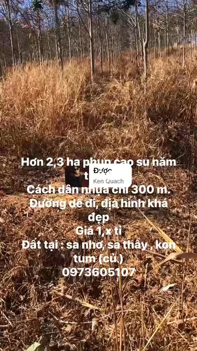 Farm 2,3ha tại Sa Nhơn, Sa Thầy, Kon Tum - Giá 1 tỷ, đầy tiềm năng!