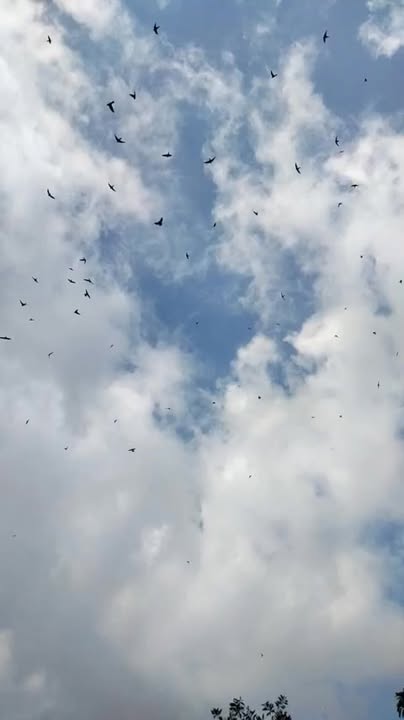 Farm 27.000m² tại Sông Trầu, Trảng Bom - Giá chỉ 3 tỷ, thu hoạch ổn định!