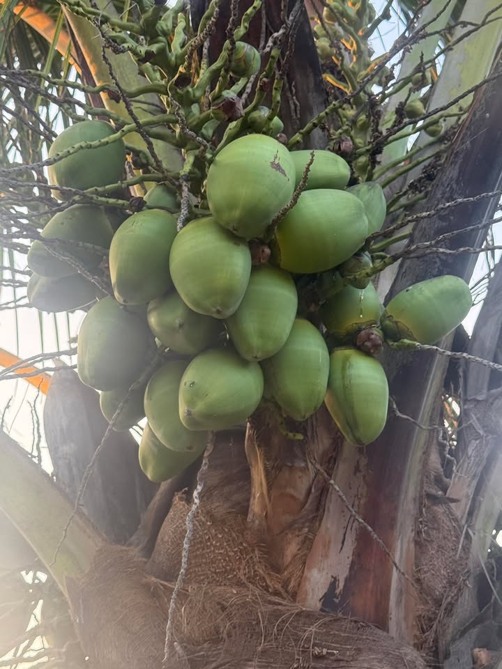 Đất nền Nguyên Bình Nghi Sơn 100m² giá 900 triệu - Đầu tư sinh lời ngay!