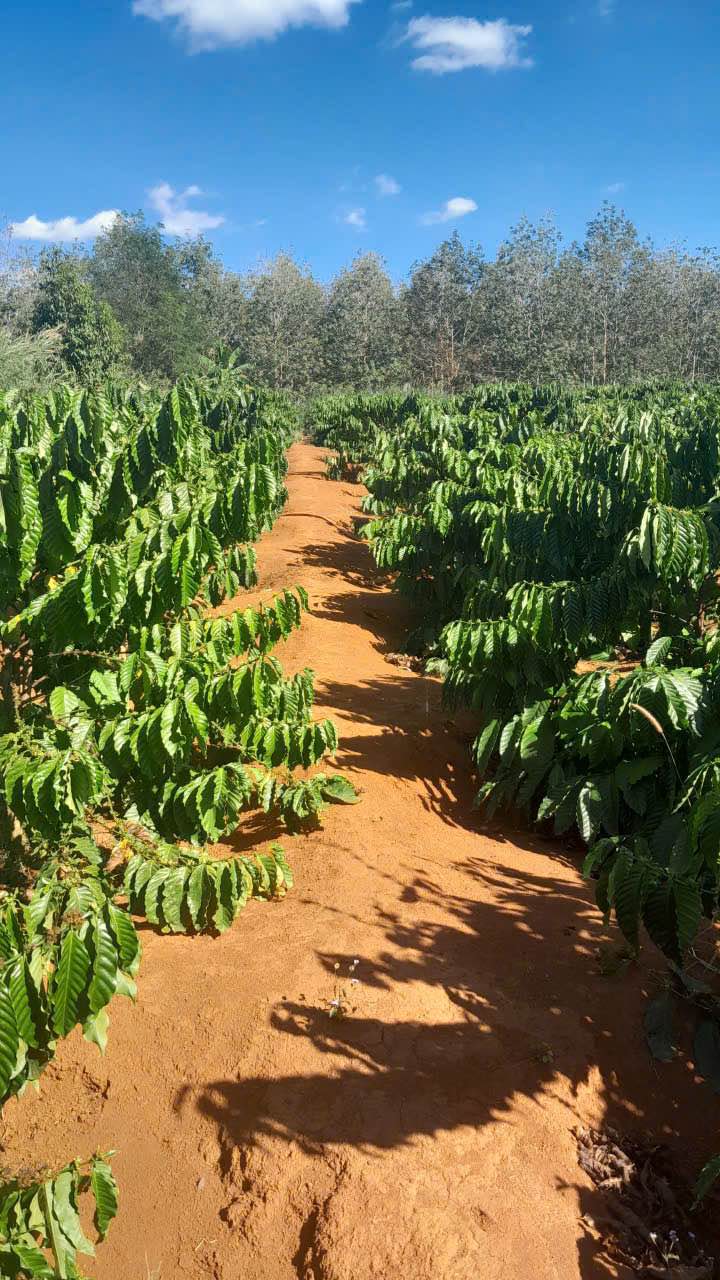 Farm cho thuê tại xã Ia Phí, huyện Chư Păh, 480 cây cà phê - Giá 290 triệu/năm