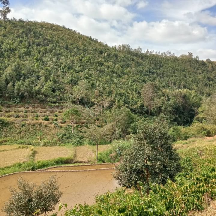 Đất nông nghiệp tại Ngok Réo, Đăk Hà, Kon Tum 15.000m² - Cơ hội đầu tư giá rẻ!