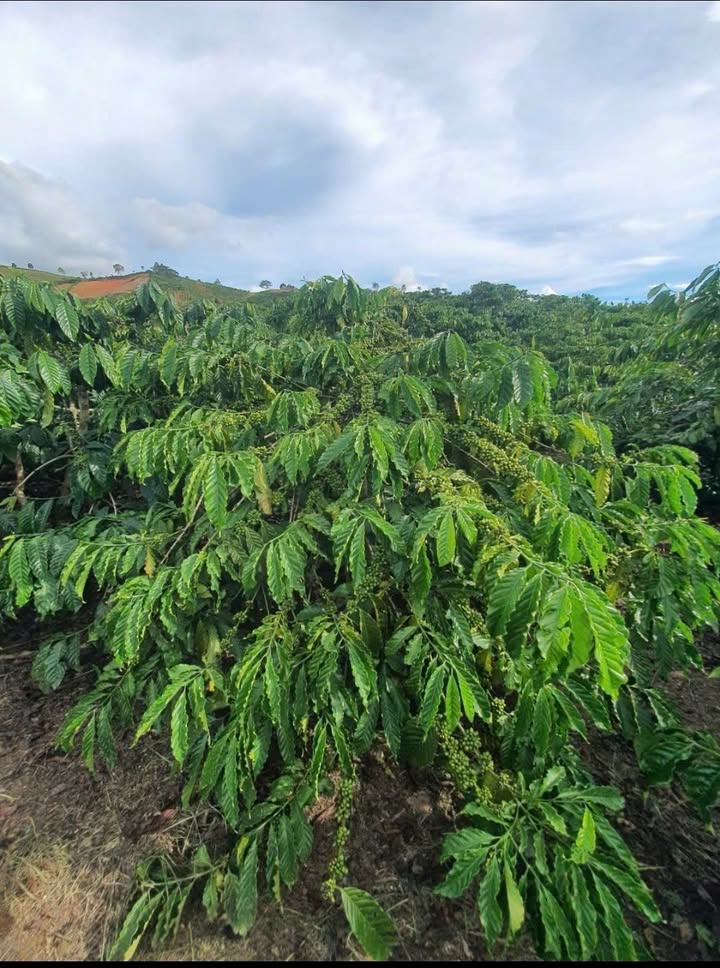 Đất vườn Tân Nghĩa, Di Linh 10.000m² giá 4-5 tỷ - Cơ hội đầu tư hấp dẫn!