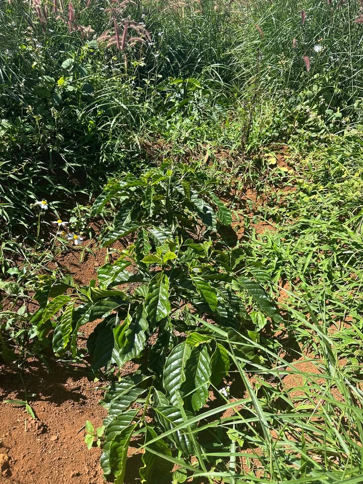 Đất thổ cư 6800m² Tân Thượng, Di Linh giá 2.05 tỷ - Cơ hội đầu tư tuyệt vời!