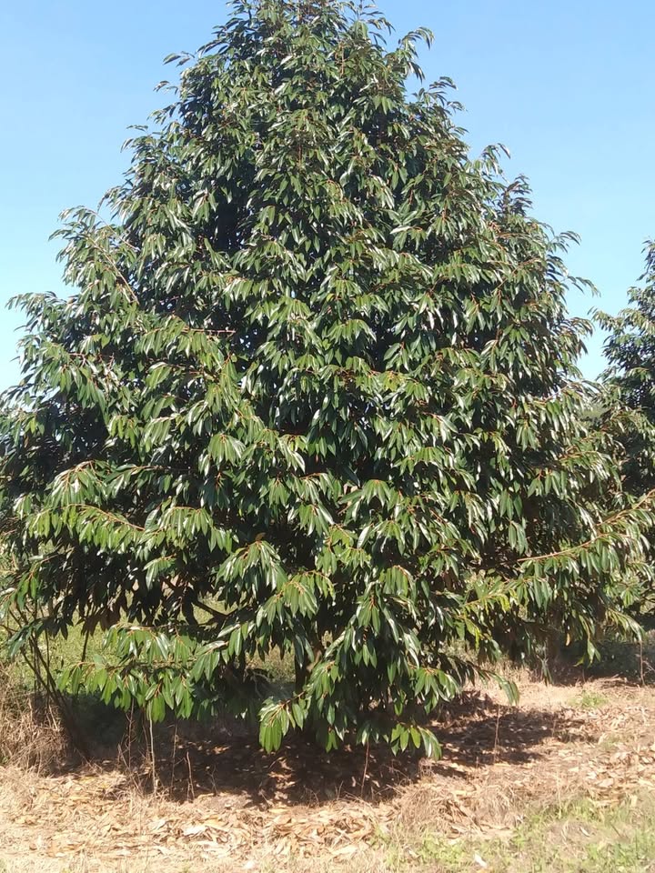 Đất thổ cư mặt đường Tỉnh lộ 725, xã Mỹ Đức, 1918m² - Giá tốt dễ thương lượng!